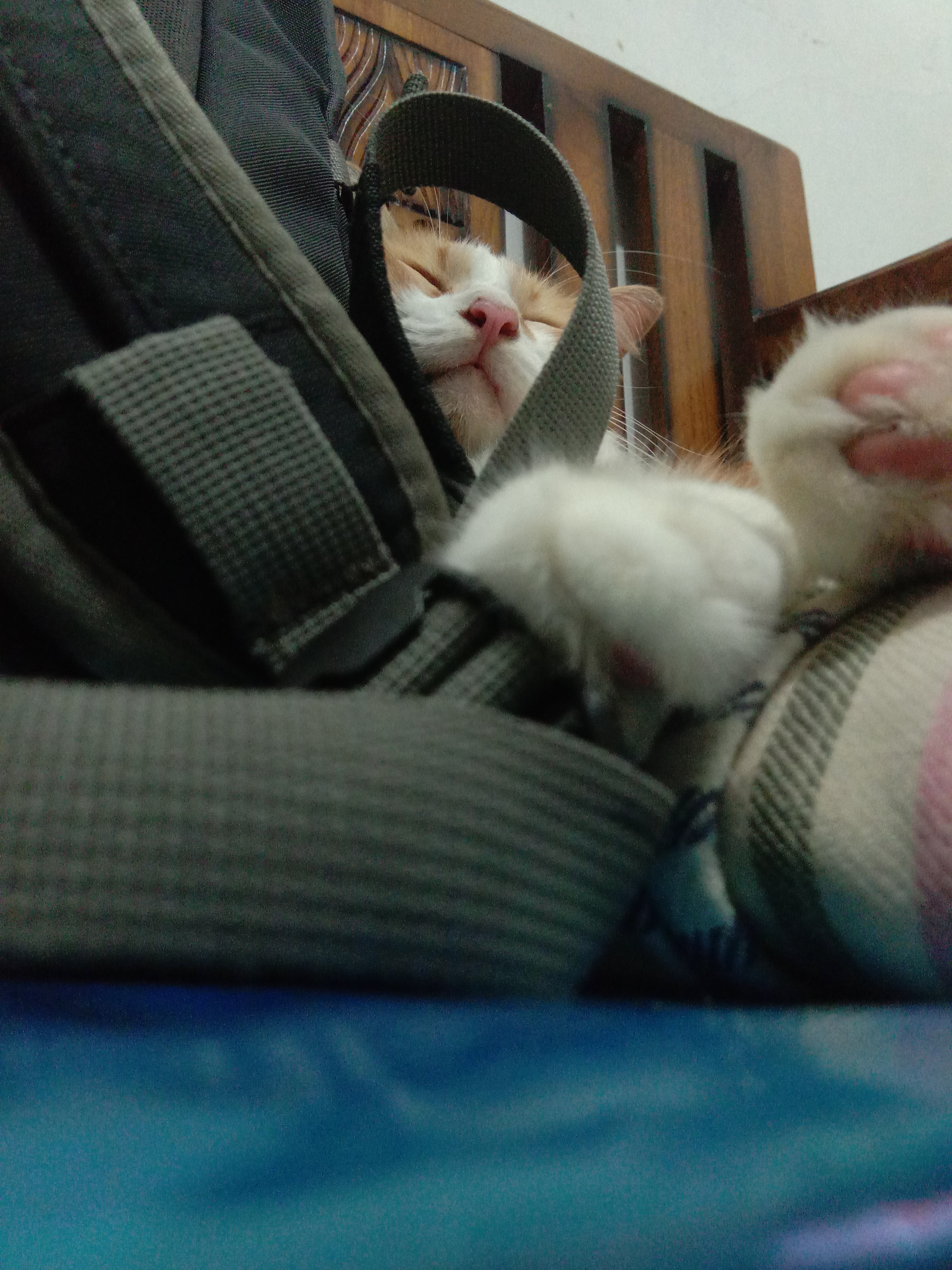 Sleeping Cat